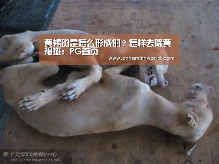 黄褐斑是怎么形成的?怎样去除黄褐斑:PG首页(图3) PG赛事